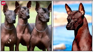 EL Xoloitzcuintle el PERRO MÁGICO  ¡NO PUEDE SER DERROTADO [upl. by Alliw]