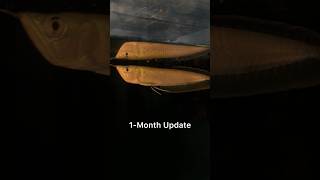 Arowana Growth Update [upl. by Rozelle425]