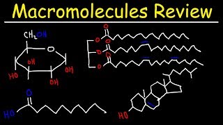 Macromolecules Review [upl. by Cryan]