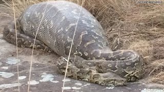 Python eats porcupine instantly regrets it [upl. by Nassir]