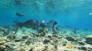 DIVING PHILIPPINES  APO REEF  school of Humphead Parrotfish [upl. by Kris]