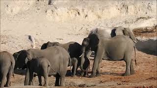 Namibia 2024 Namushasha Lodge Kasane in Botswana  weiter zur Zovu Elephant Lodge [upl. by Parnas]