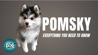 Pomsky Dog Breed Guide  Dogs 101  Pomeranian Husky Mix [upl. by Bertram28]