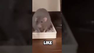 You can potty train rats rats rat animals cute pottytrain [upl. by Enilecram90]