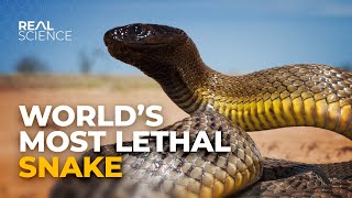 Why This Is the Deadliest Venom in the World [upl. by Nuahsyd]