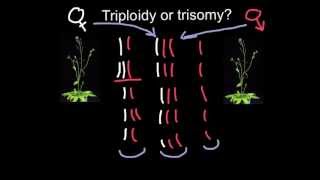 Triploidy or Trisomy what is the difference [upl. by Win]