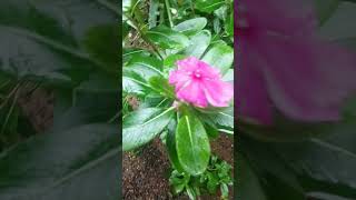 Vinca Rosea  My Garden and Banappoo [upl. by Bratton]