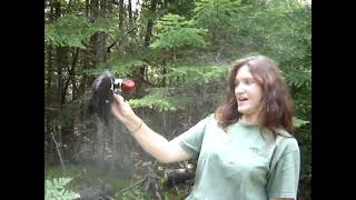 Lena vs Pileated Woodpecker [upl. by Eidnew117]