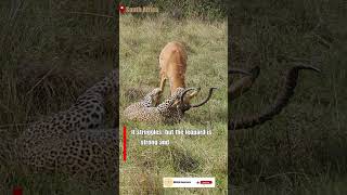 Leopard Takes Down Male Impala wildlife safarisightings shorts animals [upl. by Pietra856]