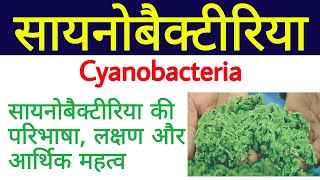 सायनोबैक्टीरिया  cyanobacteria in hindi  blue green algae  about cyanobacteria  नील हरित शैवाल [upl. by Mahau926]