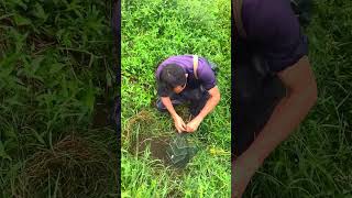 How to find eels underground Catch eel in deep mud shorts viral eel [upl. by Olathe371]