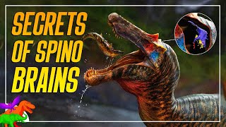 Shocking Truth of Spinosaur Brains Revealed  Spino Saga [upl. by Nafis109]