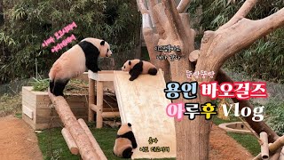 에버랜드 오픈런Vlog🐼루이후이 나오는 시간 바오 하우스 초청장 당첨 후기 나의 마지막 푸바오 Pubao Everland [upl. by Ahern]