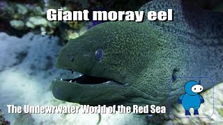 Гигантская мурена Подводный мир Красного моря Giant moray eel [upl. by Nirret]