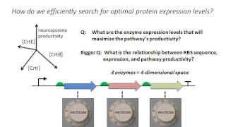 Efficient expression optimization of proteins and pathways using the RBS calculator [upl. by Oneg291]