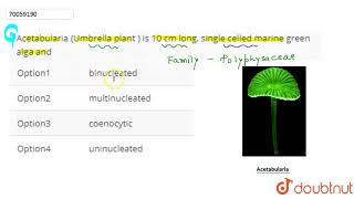 Acetabularia Umbrella plant  is 10 cm long single celled marine green alga and [upl. by Emile]