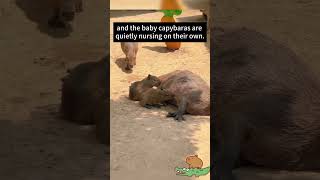 Baby capybaras are nursing by themsleves funny capybara [upl. by Ennis]