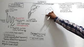 Platyhelminthes flatworms Tapeworm [upl. by Ahsyekat]