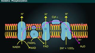 Phosphorylation Year1 [upl. by Notyal]