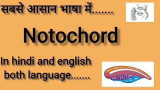 NOTOCHORD  In hindi and english  BIOLOGY  CHORDATES AND NON CHORDATES CLASS 11  NEET 2025 [upl. by Madea]