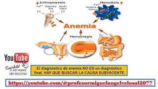 VIDEO DE LA FISIOPATOLOGÍAS DE LAS ANEMIAS [upl. by Akehsat]