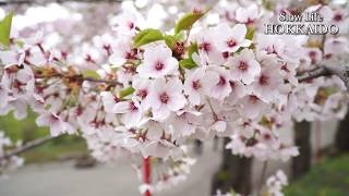 Slow Life Hokkaido  Matsumae Park Cherry Blossoms [upl. by Rangel689]