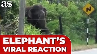 An ELEPHANT approaches an ELECTRIFIED FENCE and its REACTION racks up MILLIONS of VIEWS [upl. by Ellak994]