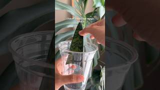 I can’t propagate snake plants… Until now planttips snakeplant plantpropagation [upl. by Rinee]