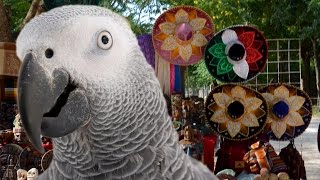 Parrot missing for 4 years returns speaking Spanish Parrot helps catch owners killer  Compilation [upl. by Hnahym]