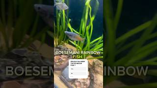 Boesmani Rainbow fish fish aquarium fishtank water rainbowfish plantedtank aquascape yt yt [upl. by Bohaty]