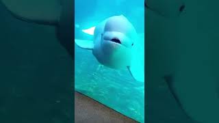 Beluga whale scary funny 👻 😀😈 [upl. by Aillicsirp769]