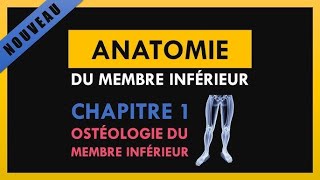 Anatomie Du Membre Inférieur  Ostéologie du membre inférieur [upl. by Nagar]