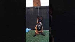 spanish songs🛐 malinois edit popular foryou fyp trend capcut [upl. by Keviv237]