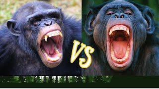 Chimpanzees vs Bonobos Whats the Difference [upl. by Nonnag]