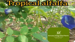 Tropical alfalfa [upl. by Nelluc331]