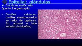 Tecido epitelial glandular  parte 33 [upl. by Emarej]