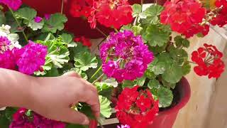 GERANIUM CARE TIPS  HOW TO GROW AND CARE GERANIUM PLANT  FUN GARDENING [upl. by Onairelav45]