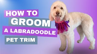 HOW TO  Groom a Labradoodle  Pet Trim [upl. by Yenal198]