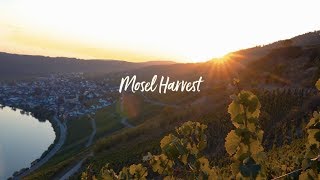 Mosel Harvest at Staffelter Hof [upl. by Vezza261]