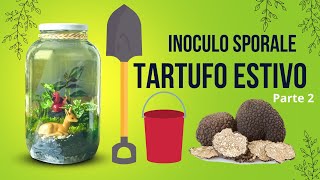 FATTO IN CASA Inoculo sporale di TARTUFO nero estivo PARTE 2 [upl. by Aisylla]