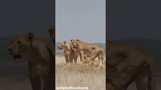 Lions are majestic creatures shorts shortsfeed trendingshorts [upl. by Alburg]