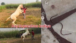 Aaj to Surya 🐎 ne presshan krydiya SainiStud013 [upl. by Brandi]