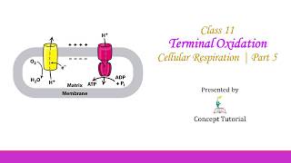 Terminal OxidationOxidative PhosphorylationElectron Transport Chain  Biology Class 11NEET [upl. by Malaspina]