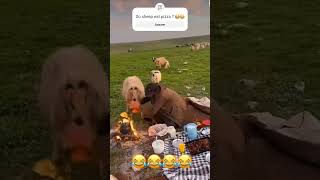 Sheep steals pizza 😂 funny must watch [upl. by Himelman547]