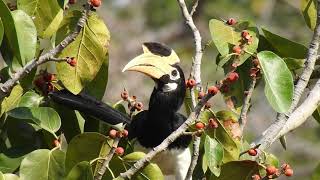 Malabar Pied Hornbills of Pachmarhi Biosphere Reserve 08032021 [upl. by Gastineau]