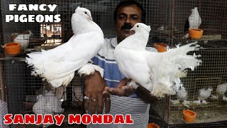 Lakka Pigeons of Sanjay Mondal  Sanjay Mondal fancy pigeon loft visit  9674664076 [upl. by Clementius370]