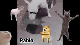 Pablo dog meme compilation [upl. by Atinauj]