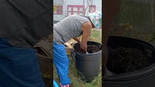 sweet potatoes tubers veggie harvest [upl. by Issac424]