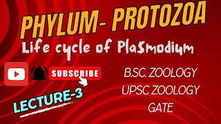 Plasmodium  Life cycle of Malarial Parasite  Notes Pdf in Description  BSc Zoology  Biology [upl. by Zechariah]