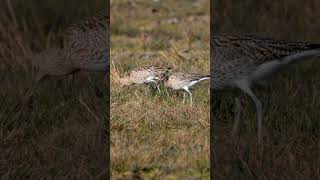 Eurasian Curlews shorts birds [upl. by Micro377]